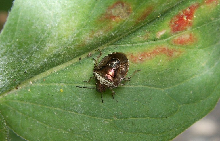 Eysarcoris fabricii
